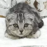 スコティッシュフォールド(折れ耳)