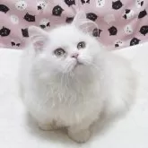 ミヌエット(短足)