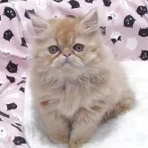 エキゾチックショートヘア