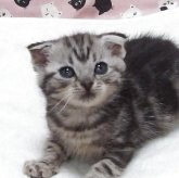 スコティッシュフォールド(折れ耳)