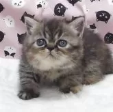 エキゾチックショートヘア
