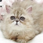エキゾチックショートヘア