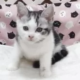 スコティッシュフォールド(立ち耳)