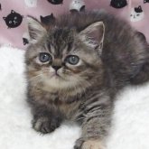 エキゾチックショートヘア