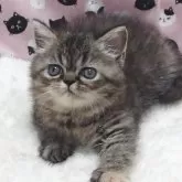 エキゾチックショートヘア