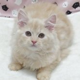 ミヌエット