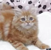 ミヌエット(長足)