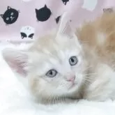 マンチカン(短足)