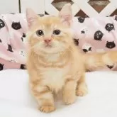 マンチカン(長足)
