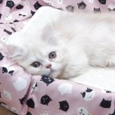 ミヌエット(短足)