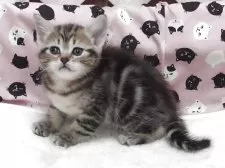 マンチカン(長足)【大阪府・女の子・2025年11月7日・ブラウンタビー】の写真2