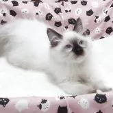 ラグドール【大阪府・男の子・2025年8月29日・シールポイントミゼット】の写真2