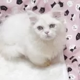 ミヌエット(短足)【大阪府・男の子・2025年7月20日・クリームホワイト】の写真3