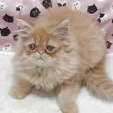 エキゾチックショートヘア【大阪府・男の子・2025年8月19日・レッドタビー】の写真3