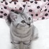 マンチカン(長足)【大阪府・男の子・2025年6月19日・シルバータビー】の写真3