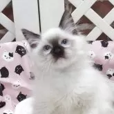 ラグドール【大阪府・男の子・2025年8月29日・シールポイントミゼット】の写真3