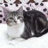 マンチカン(長足)【大阪府・男の子・2025年6月19日・ブラウンタビーホワイト】の写真3