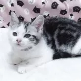 スコティッシュフォールド(立ち耳)【大阪府・女の子・2025年8月21日・シルバータビーホワイト】の写真3