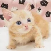 スコティッシュフォールド(立ち耳)【大阪府・男の子・2026年3月22日・クリームタビー】の写真3