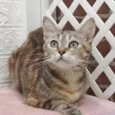 マンチカン(長足)【大阪府・男の子・2025年5月6日・レッドタビー】の写真4「母親」