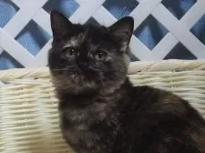 ミヌエット(短足)【大阪府・女の子・2025年1月17日・シールポイント】の写真4「母親」