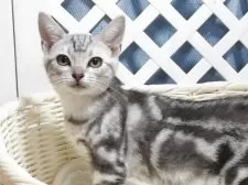 スコティッシュフォールド(立ち耳)【大阪府・女の子・2025年8月21日・シルバータビーホワイト】の写真5「父　親」