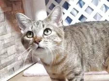 マンチカン(長足)【大阪府・女の子・2025年11月7日・ブラウンタビー】の写真5「父親」