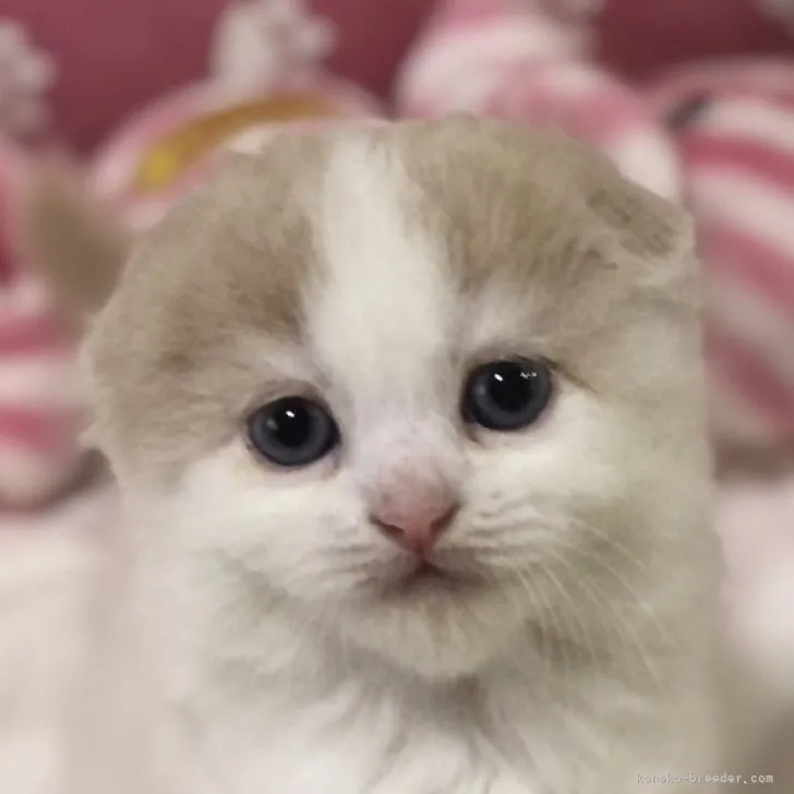 ID:2308-02091の子猫