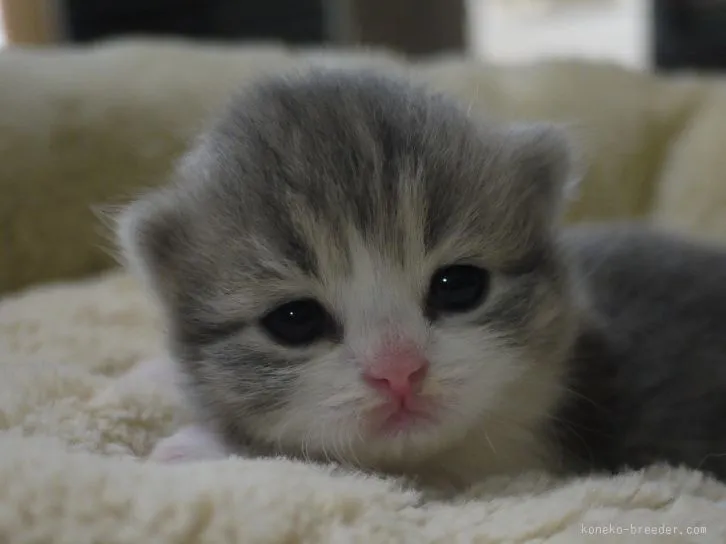 ID：1601-00075の子猫