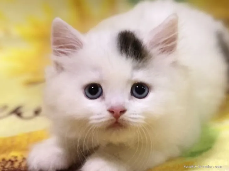 はー 様のお迎えした子猫