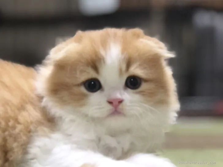 ID:2011-01269の子猫