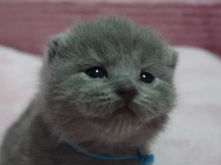 ID：1512-00378の子猫