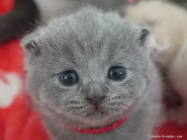 ID：1512-00377の子猫