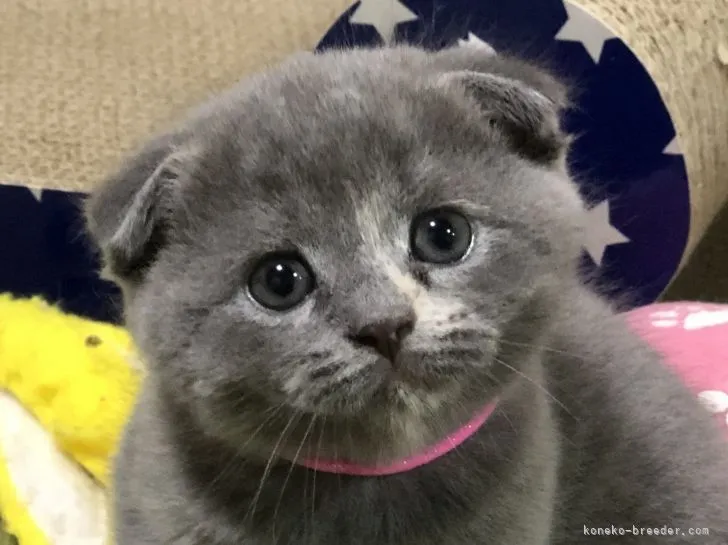 ID：2106-01248の子猫