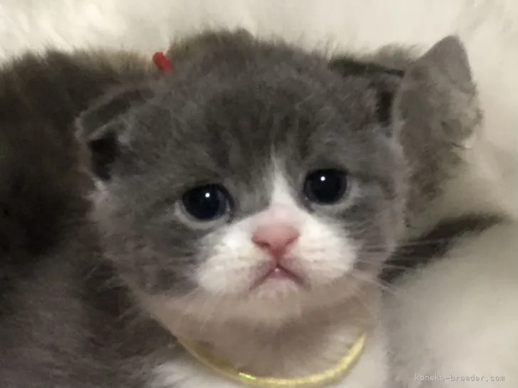 ID:2112-00719の子猫