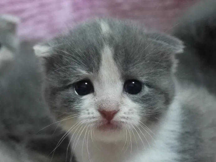 ID:1411-00068の子猫