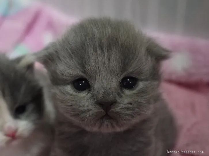 ID：1602-00185の子猫