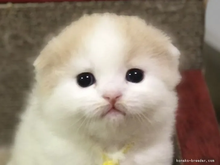 ID:2109-00153の子猫
