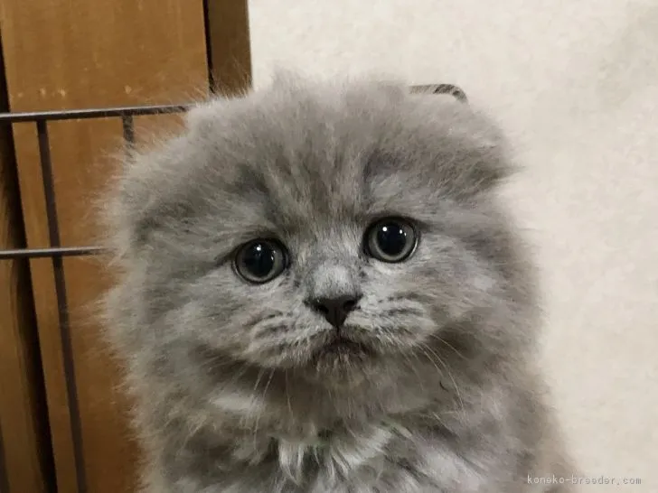 ID：1804-00301の子猫