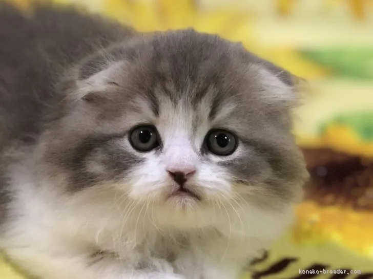 ID：1912-00634の子猫
