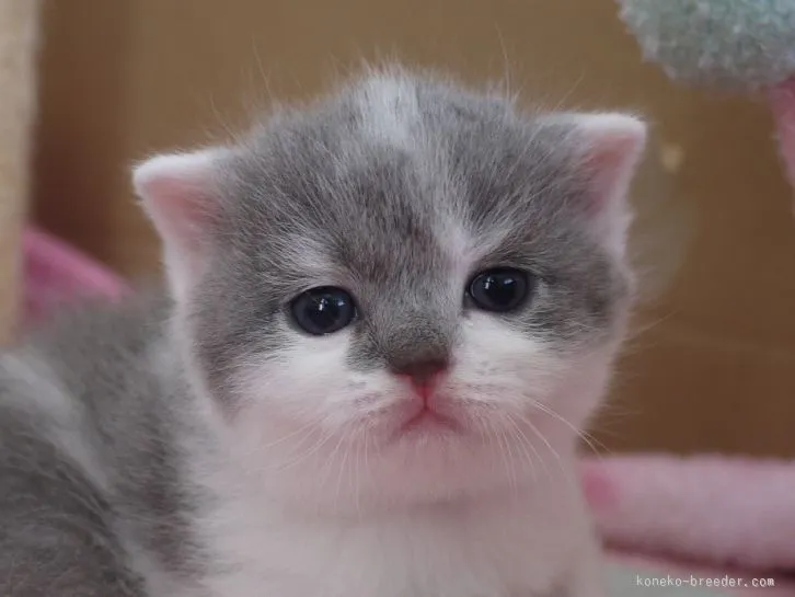 ID：1512-00379の子猫