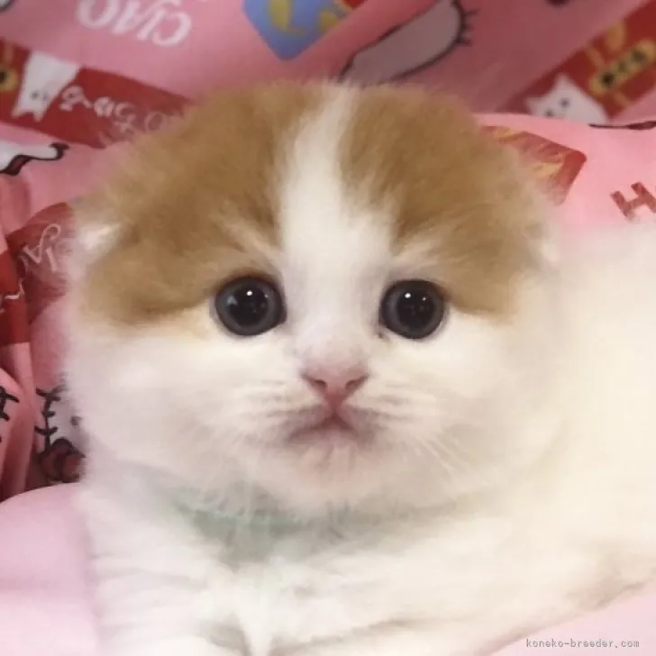 ID：2306-00512の子猫