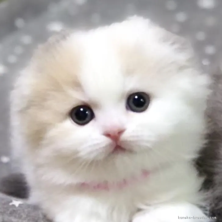 ID:2212-01910の子猫