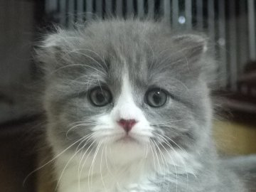 スコティッシュフォールド【高知県・男の子・2014年5月4日・ブルー&ホワイト（ロング）】の写真「とっても可愛い折れ耳の男の子1番の食いしん坊です。」