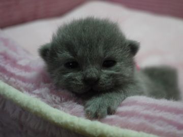 スコティッシュフォールド【高知県・男の子・2015年12月9日・ブルー（ショートヘア）】の写真「ブルーの元気な甘えん坊な男の子です」