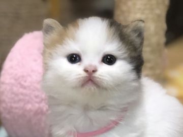スコティッシュフォールド(立ち耳)【高知県・女の子・2019年10月26日・キャリコ（ロング）】の写真「✨希少猫✨オッドアイの三毛猫ちゃん✨」