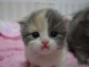 スコティッシュフォールド【高知県・女の子・2016年1月24日・ダイリュートキャリコ（ロングヘア）】の写真「とってもかわいい三毛柄の女の子」