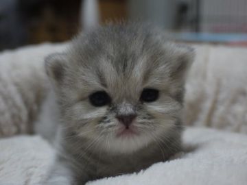 スコティッシュフォールド【高知県・女の子・2015年10月6日・ブルーパッチドマッカレルタビー（ロング）】の写真「将来は美人さんになると思いますよ。長女ちゃん」