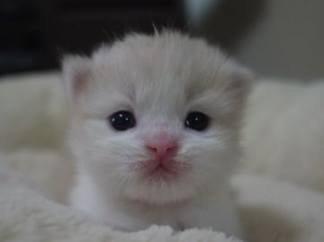 スコティッシュフォールド【高知県・男の子・2015年12月19日・クリーム&ホワイト（ロングヘア）】の写真「Ｃ&Wの元気な甘えん坊な男の子です。三男君」