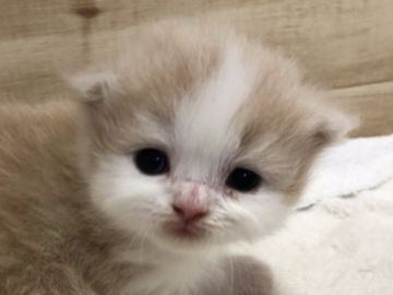 スコティッシュフォールド(折れ耳)【高知県・女の子・2018年7月5日・クリーム&ホワイト（ロング）】の写真「とっても甘えん坊な女の子。折れ耳です。」